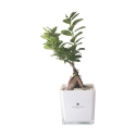 Bonsai Ficus Ginseng im Glaskubus Topf Paola Rolando Sogno Angebot