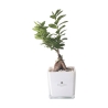 Bonsai Ficus Ginseng im Glaskubus Topf Paola Rolando Sogno Angebot