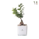 Bonsai Ficus Ginseng im Glaskubus Topf Paola Rolando Sogno Aktion