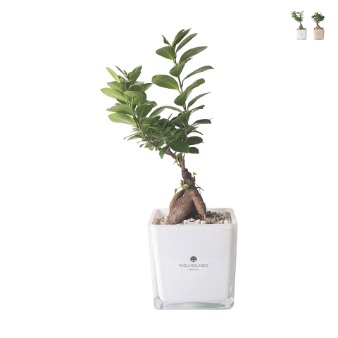 Bonsai Ficus Ginseng im Glaskubus Topf Paola Rolando Sogno Aktion