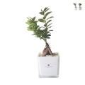 Bonsai Ficus Ginseng im Glaskubus Topf Paola Rolando Sogno Aktion