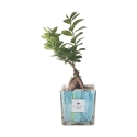 Bonsai Ficus Ginseng für den Innenbereich im dekorativen Glastopf Clio Square Angebot