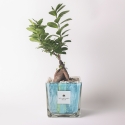 Bonsai Ficus Ginseng für den Innenbereich im dekorativen Glastopf Clio Square Verkauf