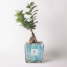 Bonsai Ficus Ginseng für den Innenbereich im dekorativen Glastopf Clio Square Verkauf