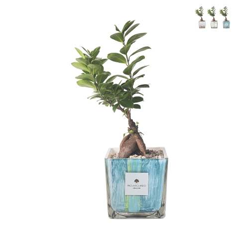 Bonsai Ficus Ginseng für den Innenbereich im dekorativen Glastopf Clio Square Aktion