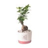 Ficus Bonsai Zimmerpflanze im Beton-Topf Flora, Pianta Paola Rolando Angebot