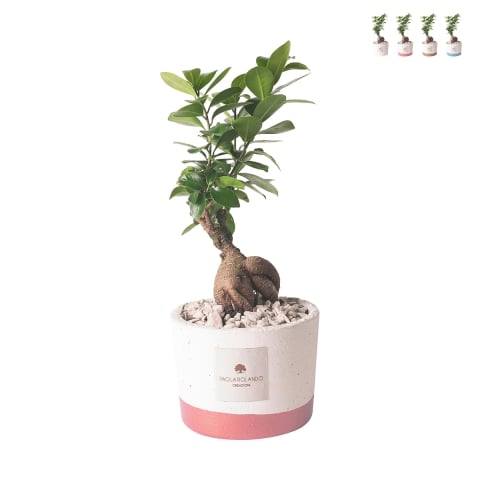 Topfpflanze Paola Rolando Bonsai Ficus für drinnen im Zementtopf Flora Aktion