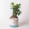 Hochzeitsgeschenk mit Bonsai Ficus Ginseng im Industrietopf Verkauf