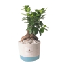 Hochzeitsgeschenk mit Bonsai Ficus Ginseng im Industrietopf Angebot