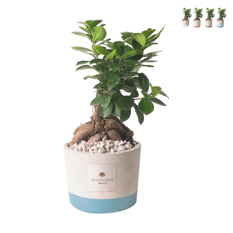 Hochzeitsgeschenk mit Bonsai Ficus Ginseng im Industrietopf Aktion
