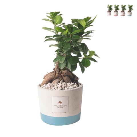 Hochzeitsgeschenk mit Ginseng Ficus Bonsai im Industrial Topf Aktion