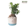 Hochzeitsgeschenk mit Bonsai Ficus Ginseng im Industrietopf Aktion