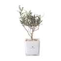 Olivenbaum in Glasvase als Würfel-Gastgeschenk Paola Rolando Sogno Angebot