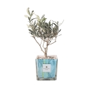 Bomboniera Olivenbaum Paola Rolando in dekorativem Clio Square Glasvase Angebot