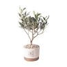 Olivo Hochzeitsgastgeschenk Paola Rolando im Flora Zementtopf Angebot