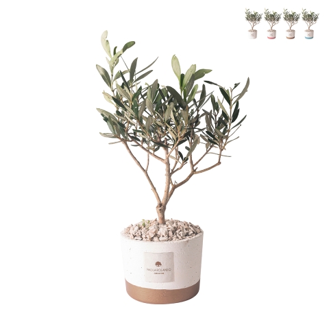 Olivo Hochzeitsgastgeschenk Paola Rolando im Flora Zementtopf Aktion