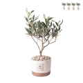 Olivo Hochzeitsgastgeschenk Paola Rolando im Flora Zementtopf Aktion