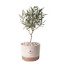 Olivenbaum-Bomboniere im Industrial Cementino Zementtopf Angebot