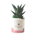 Sukkulente Zimmerpflanze im dekorativen weißen Topf Paola Rolando Flora Angebot