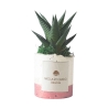 Sukkulente Zimmerpflanze im dekorativen weißen Topf Paola Rolando Flora Angebot