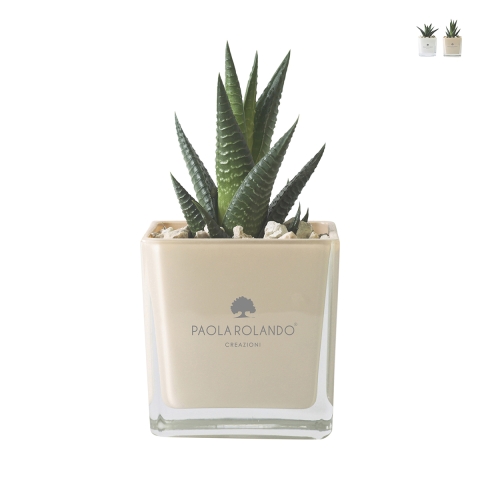 Paola Rolando Sukkulenten-Gastgeschenk mit Glaswürfelvase Sogno Aktion