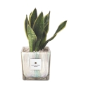 Sansevieria Paola Rolando im dekorierten Glaswürfel Clio Square Angebot