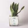 Sansevieria Paola Rolando im dekorierten Glaswürfel Clio Square Verkauf