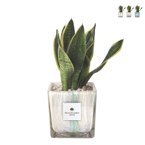 Sansevieria Paola Rolando im dekorierten Glaswürfel Clio Square Aktion