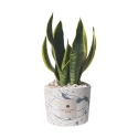 Bomboniera Sansevieria in dekoriertem Spritzbeton-Topf Simone Angebot