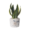 Bomboniera Sansevieria in dekoriertem Spritzbeton-Topf Simone Angebot