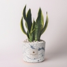 Bomboniera Sansevieria in dekoriertem Spritzbeton-Topf Simone Verkauf