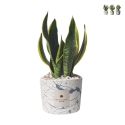 Bomboniera Sansevieria in dekoriertem Spritzbeton-Topf Simone Aktion