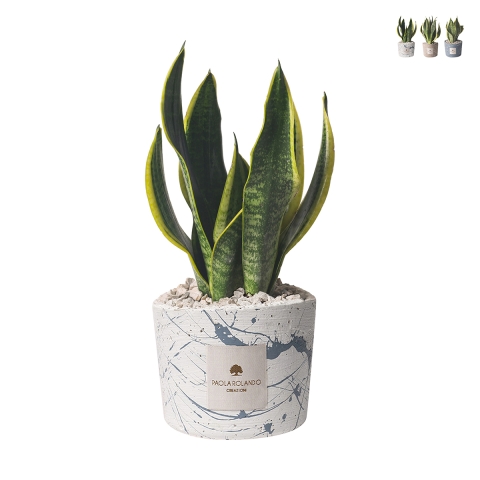 Bomboniera Sansevieria in dekoriertem Spritzbeton-Topf Simone Aktion