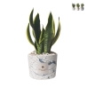 Bomboniera Sansevieria in dekoriertem Spritzbeton-Topf Simone Aktion