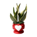 Sansevieria Bomboniera Paola Rolando im dekorierten Topf mit Herz Eden Angebot