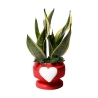 Sansevieria Bomboniera Paola Rolando im dekorierten Topf mit Herz Eden Angebot