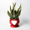 Sansevieria Bomboniera Paola Rolando im dekorierten Topf mit Herz Eden Verkauf