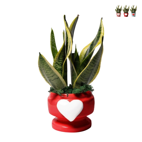 Sansevieria Bomboniera Paola Rolando im dekorierten Topf mit Herz Eden Aktion