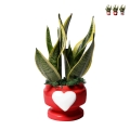 Sansevieria Bomboniera Paola Rolando im dekorierten Topf mit Herz Eden Aktion