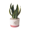 Sansevieria Zimmerpflanze im Cementino-Topf Paola Rolando Flora Angebot