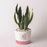 Sansevieria Zimmerpflanze im Cementino-Topf Paola Rolando Flora Verkauf