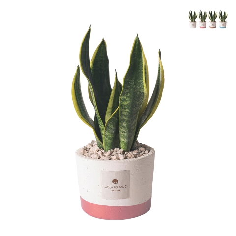 Sansevieria Zimmerpflanze im Cementino-Topf Paola Rolando Flora Aktion