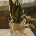 Bomboniera Paola Rolando Sansevieria Nana im quadratischen Glasgefäß Sogno Angebot