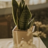 Bomboniera Paola Rolando Sansevieria Nana im quadratischen Glasgefäß Sogno Angebot
