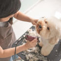 Canis Aluminium verstellbarer Katzen- und Hundepflegetisch Verkauf