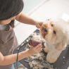 Canis Aluminium verstellbarer Katzen- und Hundepflegetisch Verkauf