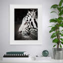 Schwarzer und weißer Fotodruck Tiger Tier 40x50cm Vielfalt Harimau Aktion