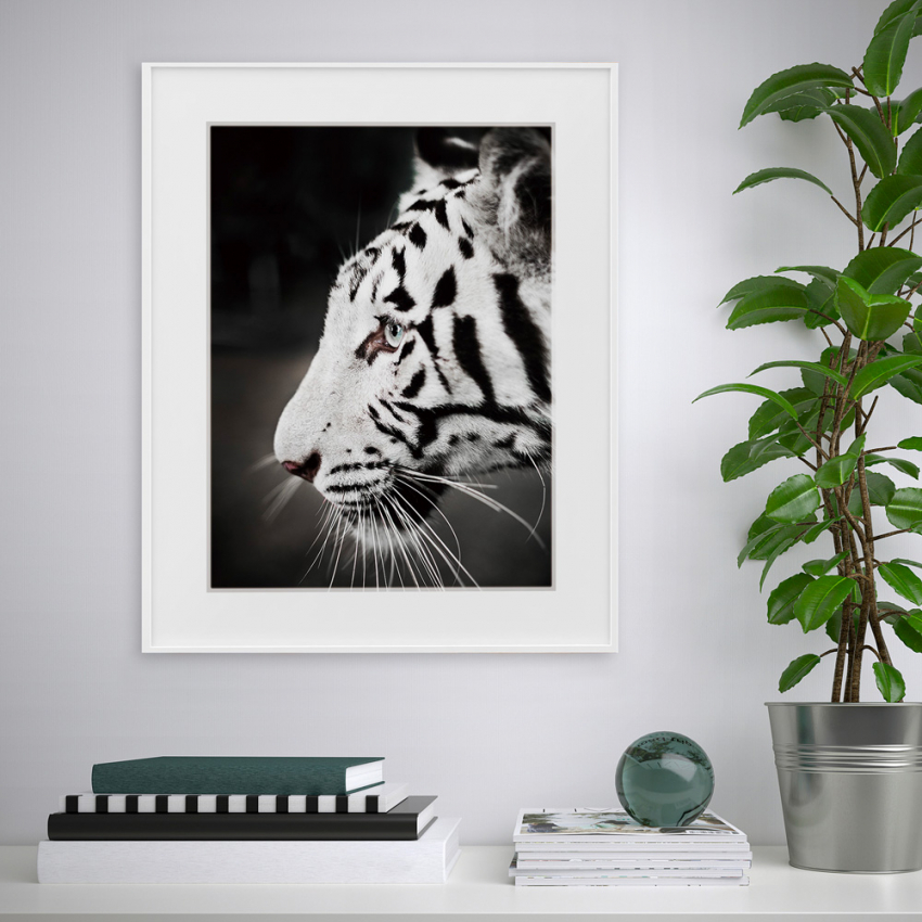 Fotografie-Druck in Schwarz-Weiß, Tiger Tiere 40x50cm Variety Harimau Aktion Fotografie-Druck in Schwarz-Weiß, Tiger Tiere 40x50cm Variety Harimau Aktion