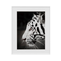 Fotografie-Druck in Schwarz-Weiß, Tiger Tiere 40x50cm Variety Harimau Verkauf