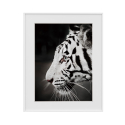 Schwarzer und weißer Fotodruck Tiger Tier 40x50cm Vielfalt Harimau Verkauf
